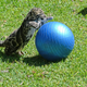 Illustration for article titled Clouded Leopard Cub Meets Yoga Ball, Cuteness Ensues